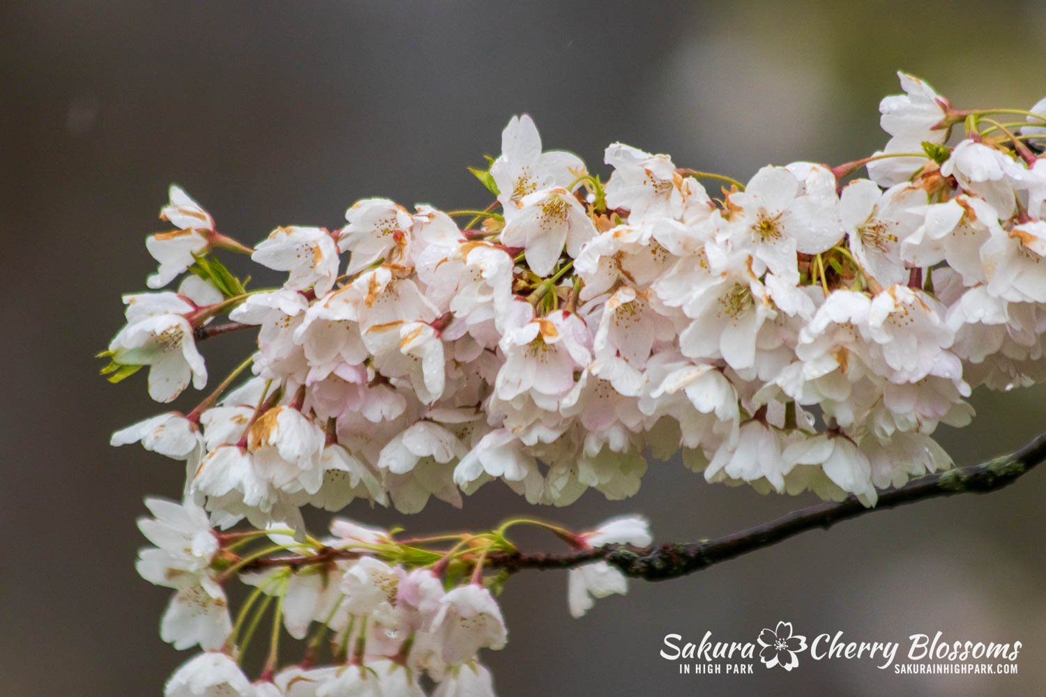 その他 MEGASPACEMOLLY100% Blooming-Sakura 楽天市場】MEGA SPACE MOLLY 100% Blooming-Sakura : POP MART